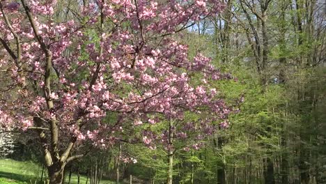 France-Tree-With-Pink-Flowers-Zooms-In