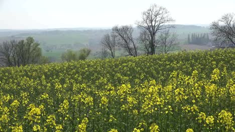France-Yellow-Rapeseed-Crop-Blows-In-Wind