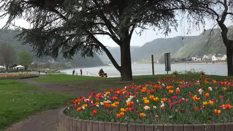 Germany-St-Goar-And-Tulips-On-Rhine-Zoom-In