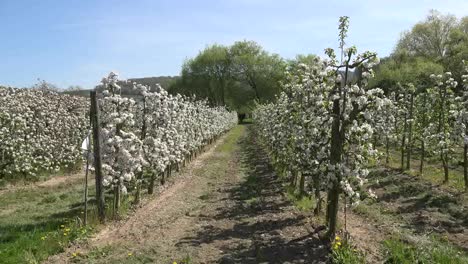 Alemania-árboles-Frutales-En-Flor-Reducir-Filas