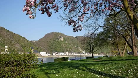 Deutschland-Rosa-Magnolienbaumbögen-über-Rheinblick