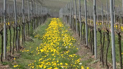 Germany-Wine-Region-Dandelions-In-A-Row