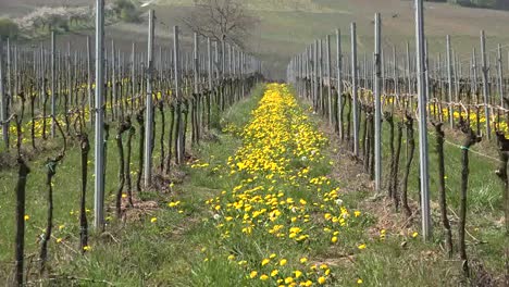 Germany-Wine-Route-Zoom-On-Dandelions-Between-Grape-Vine-Rows