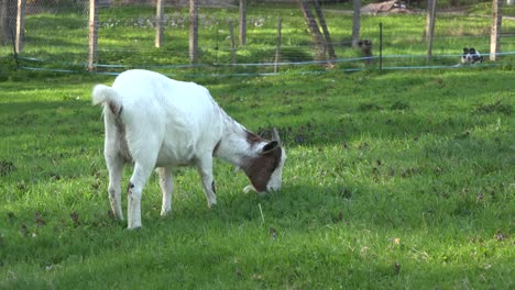 Goat-Eating-Grass