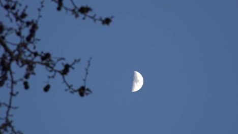 Half-Moon-And-Soft-Focus-Branches