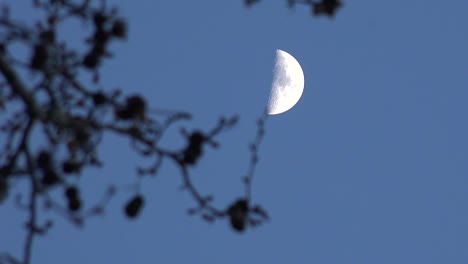 Half-Moon-With-Soft-Focus-Branches-Tilt