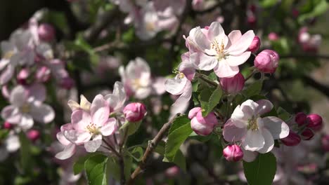 Los-insectos-zumban-alrededor-de-las-floraciones-de-los-árboles-frutales