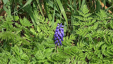 Nature-Blue-Grape-Hyacinth-Flower-And-Ferns