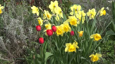 Naturnarzissen-Und-Tulpen
