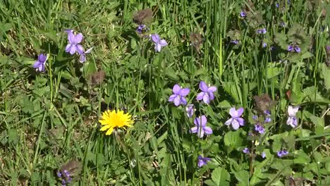 Nature-Dandelion-And-Violets-Zoom-In