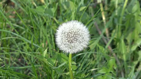 Nature-Dandelion-Seeds