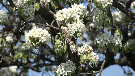 Naturblumen-Auf-Obstbaum