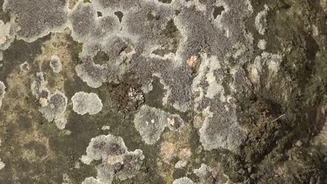 Nature-Lichens-On-Stone-Zoom-In