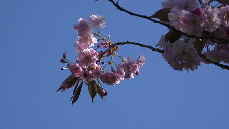 Nature-Pink-Blossoms-Against-Blue-Sky-With-Insects