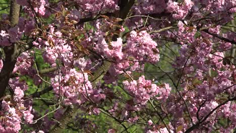 Nature-Pink-Flowers-On-Tree-In-Wind