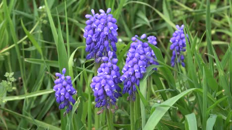 Nature-Purple-Spring-Flowers