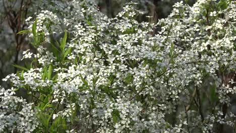 Natur-Kleine-Weiße-Blüten-An-Einem-Strauch