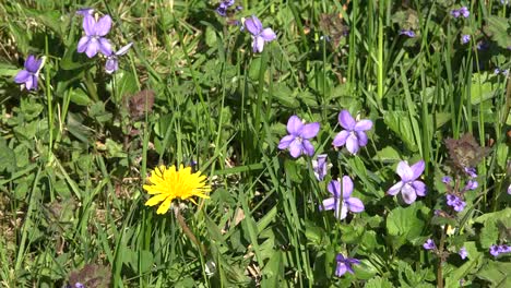Nature-Violets-And-Dandelion