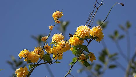 Natur-Gelbe-Blumen-Gegen-Blauen-Himmel