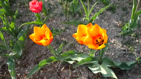 Orange-Tulip-With-Bee