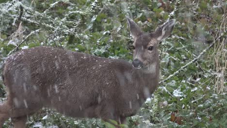 Snow-Falling-On-Deer