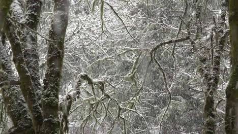 Schnee-Fällt-Zwischen-Baumstämmen-Vergrößern