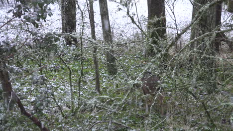 Schnee-Mit-Rehen,-Die-Im-Wald-Verschwinden