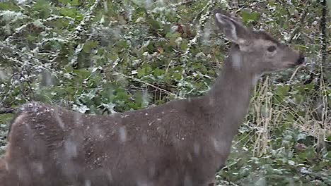 Snow-With-Deer-Eating-Moss