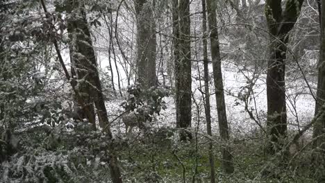 Nieve-Con-Ciervos-Escondidos-En-El-Bosque