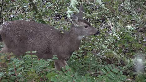 Snow-With-Deer-Turning-From-Leaves