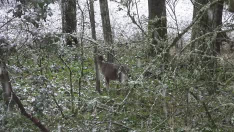Nieve-con-ciervos-caminando-en-bosques-lenta
