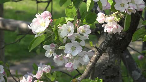 Sunlight-On-Fruit-Tree-Blooms