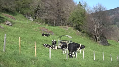 Schweiz-La-Gruyere-Kühe-Grasen-Gras