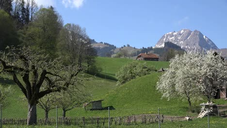 Switzerland-Fruit-Tree-And-Peak-Of-Mt-Ot-Di-Broc