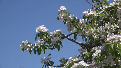 White-Flowers-On-Fruit-Tree-And-Bird