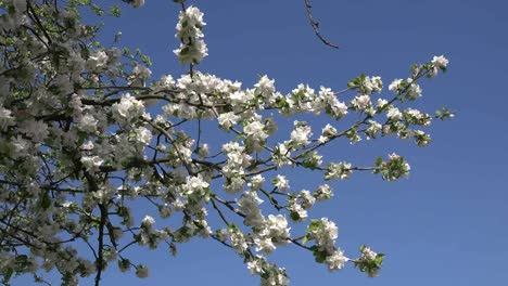 White-Orchard-Blossoms-Zoom-In