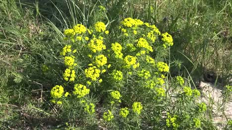 Yellow-Flowers-Zoom-Out