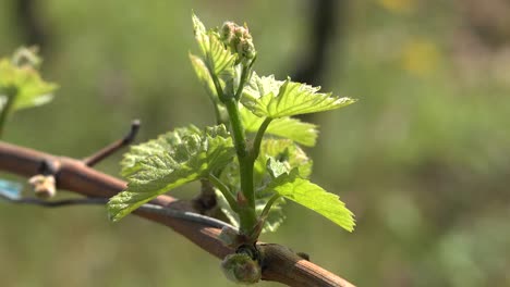 Young-Wine-Vine-Leaves