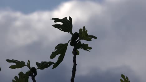 Fig-Tree-Leaf-And-Cloud