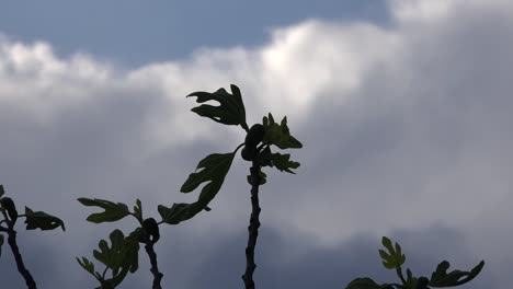 Fig-Tree-Top-And-Clouds-Zooms-In