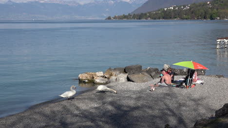 France-Lac-Leman-Swans-And-People-On-Beach