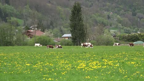 Francia-Vacas-En-Pradera-Con-Flores-Amarillas