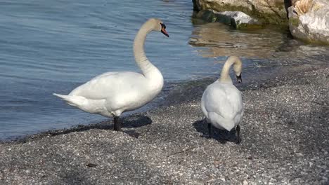 France-Swans-On-Pebble-Beach