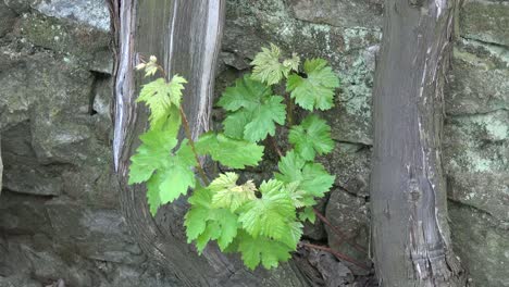 Grape-Leaves-With-Vines-And-Stones