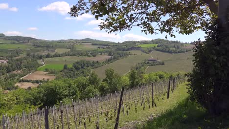 Italy-Langhe-Tree-Frames-Vineyards-On-Hills