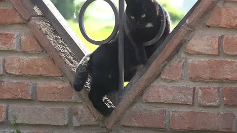 Italy-Black-Cat-In-Window-Jumps-Out
