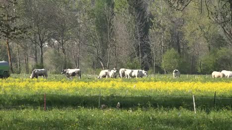 Italia-Ganado-Y-Flores-Amarillas-En-El-Valle-Alpino