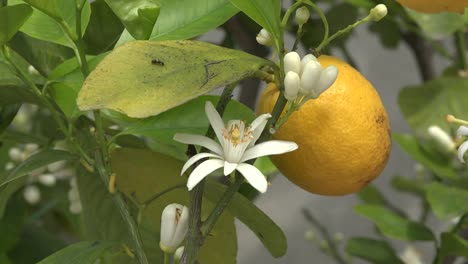 Lemon-And-Flor-With-Bug-On-Leaf