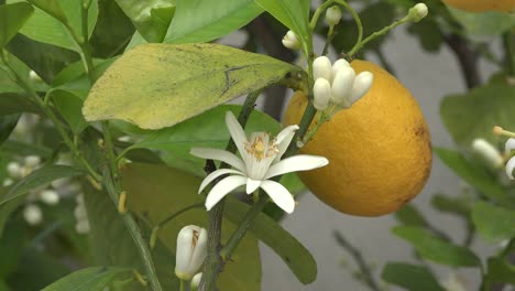 Fruta-Y-Flor-De-Limon