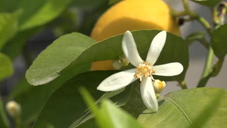 Zitronenbaum-Blume-Nahaufnahme